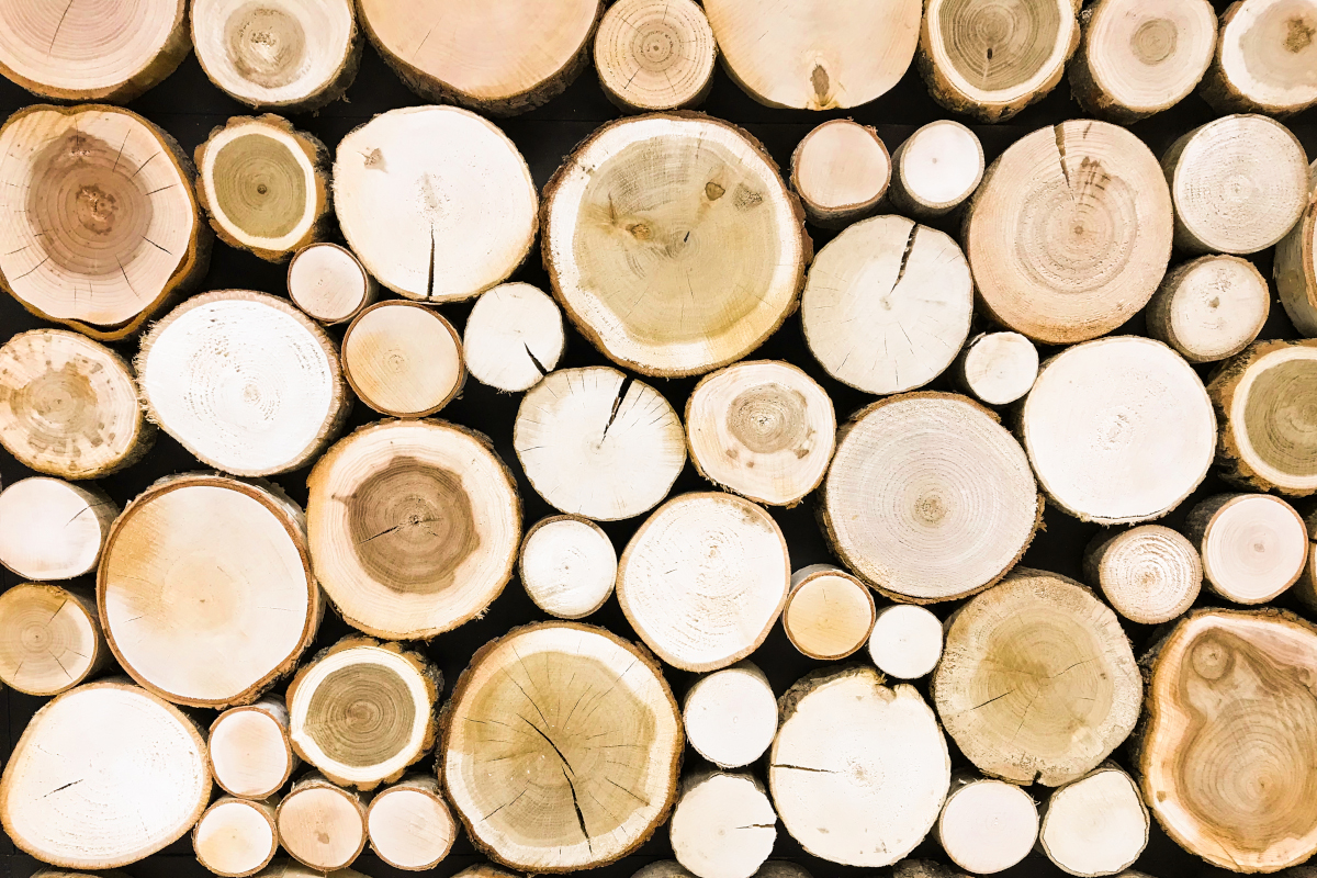 round-teak-wood-stump-background-trees-cut-section
