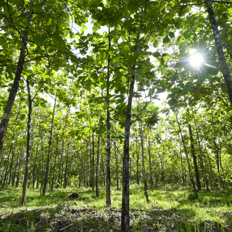 trees